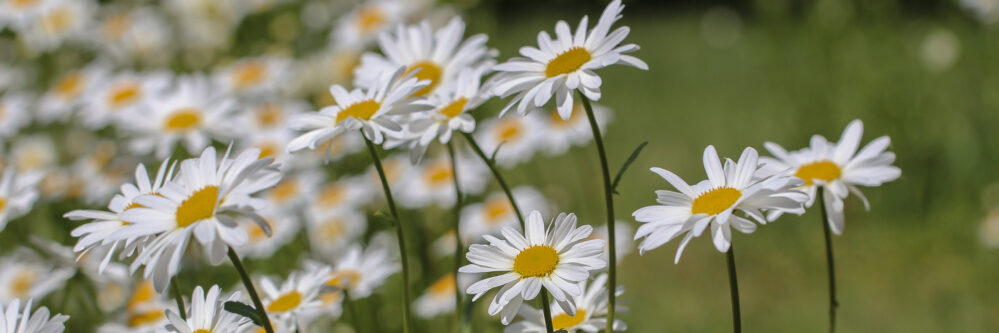 Frühling